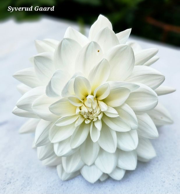 Hovedbilde Dahlia Eternal Snow 
