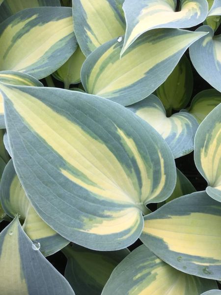 Hovedbilde Hosta Dream Queen 1 stykk Nyhet