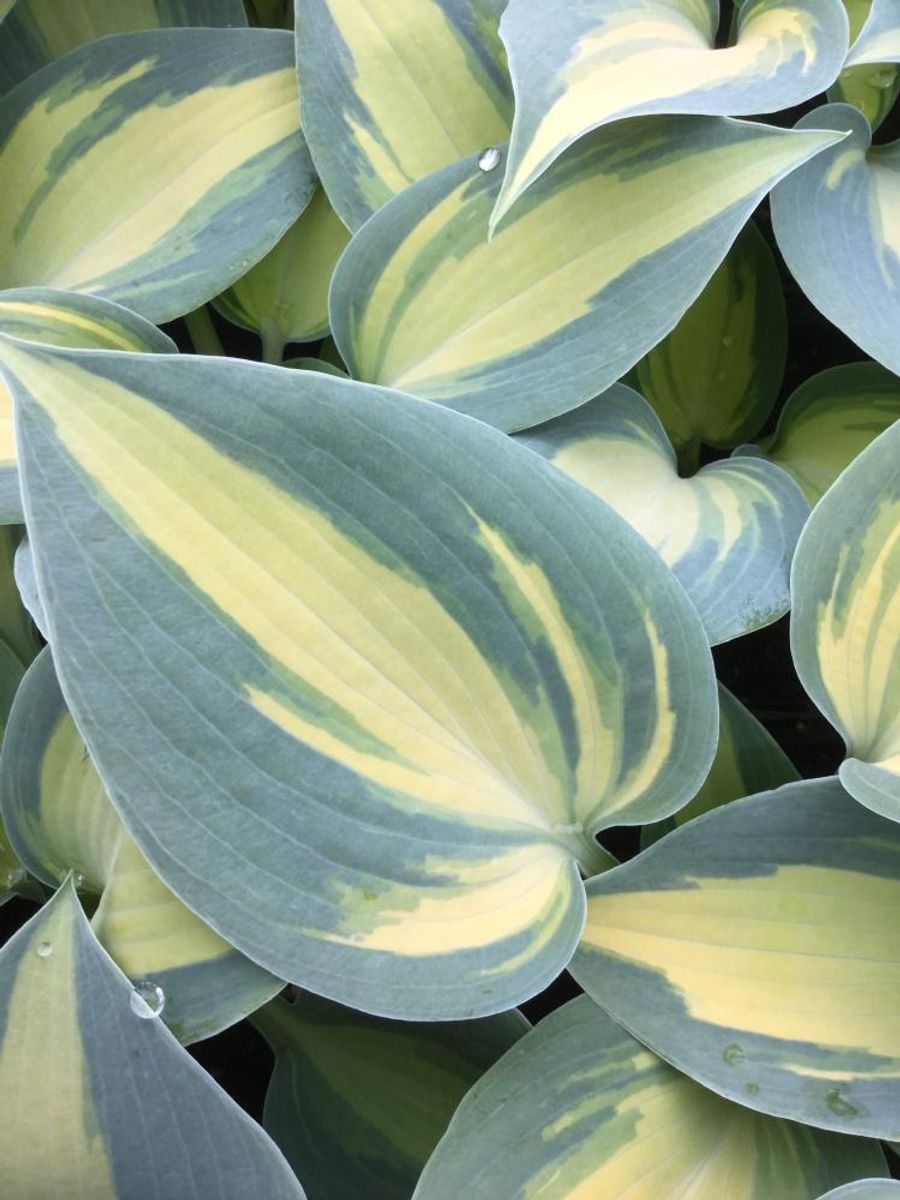 Hosta Dream Queen 1 stykk Nyhet