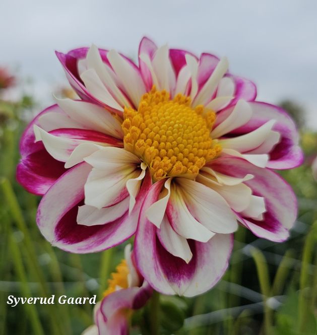 Hovedbilde Dahlia Bumble Rumble 