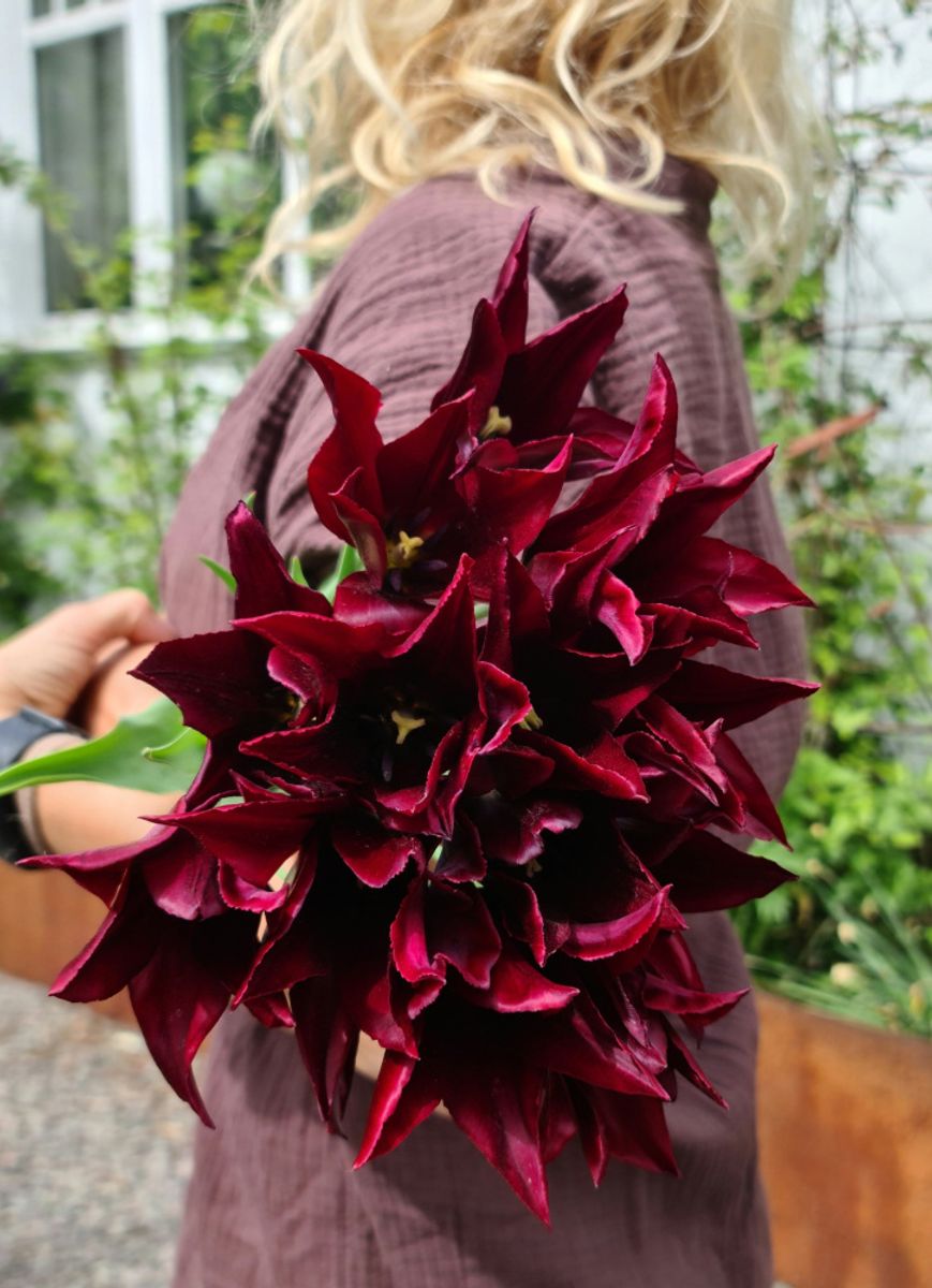 Tulipan Sarah Raven 7 stykk 