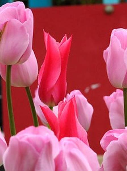 Hovedbilde Tulipan Mariëtte 10 stykk Nyhet