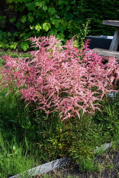 Hovedbilde Astilbe Pretty in Pink 1 stykk Nyhet