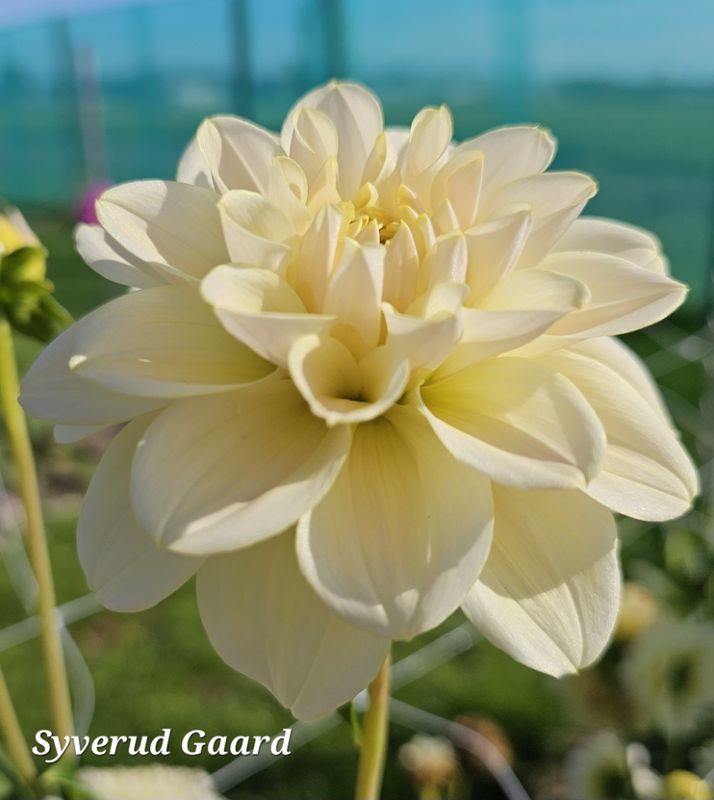 Dahlia Caramel Antique  