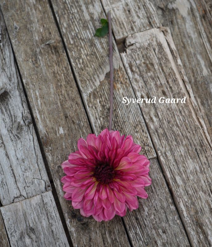 Dahlia Bacardi  