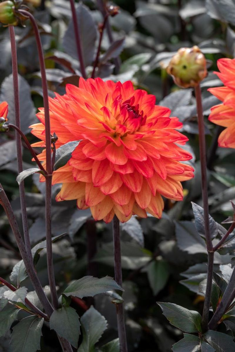 Dahlia Candlelight Amberglow Nyhet 2026