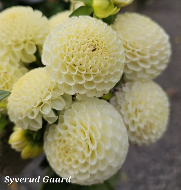 Dahlia Small World 