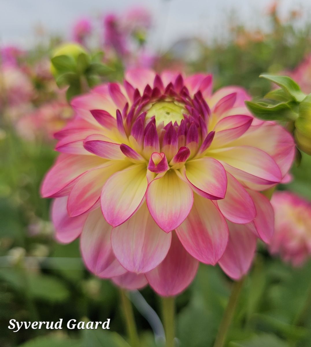 Dahlia Pure Happiness Nyhet 2026