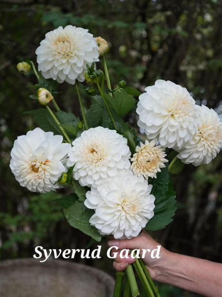 Hovedbilde Dahlia Boom Boom White