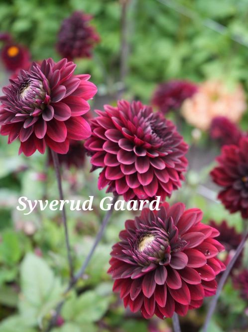 Hovedbilde Dahlia Black Surprise Nyhet 2027