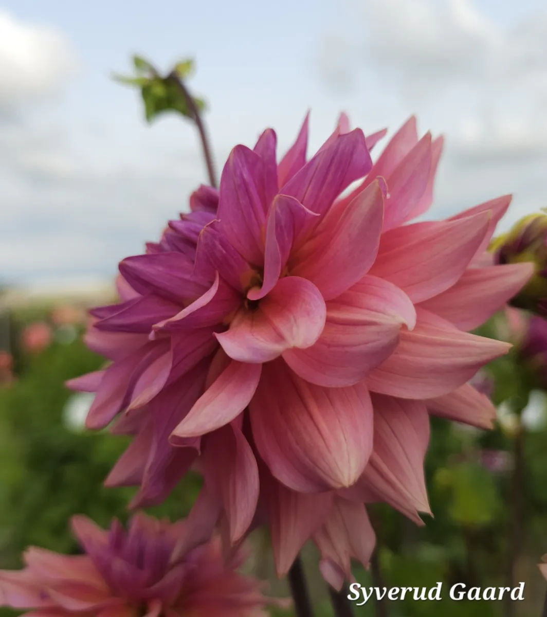 Dahlia La Belle Epoque 