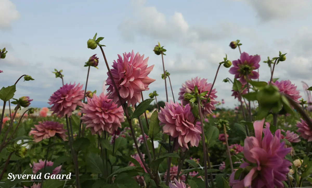Dahlia La Belle Epoque 
