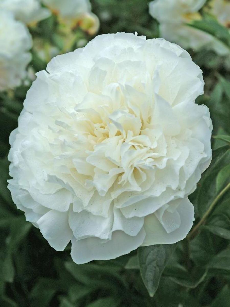 Paeonia Mothers Choice Nyhet