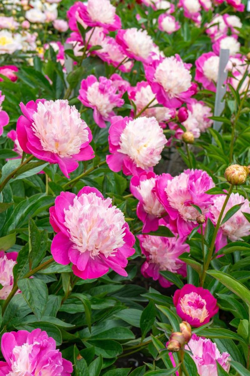 Paeonia Santa Fe Nyhet 