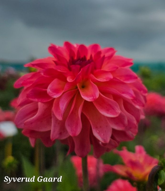 Dahlia Belfloor 