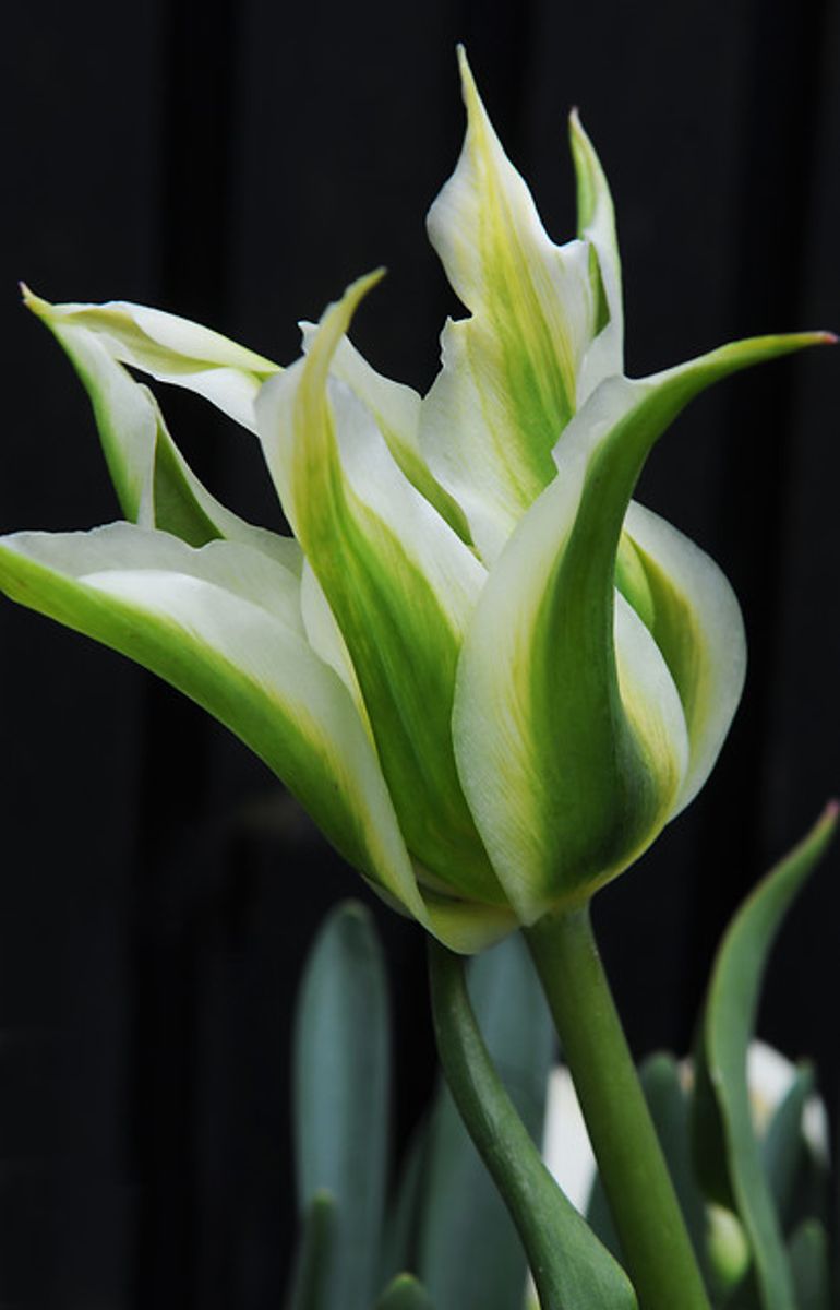 Tulipan Spring Green 5 stykk 