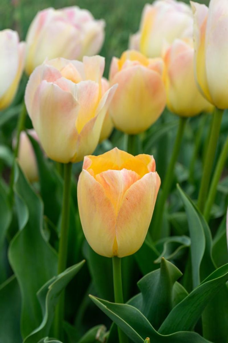 Tulipan Jade Maiden 5 stk Nyhet