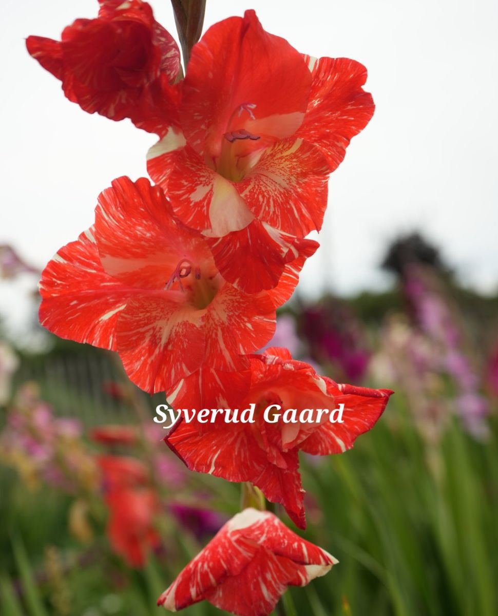 Gladiolus Zinzane 8 stykk Nyhet