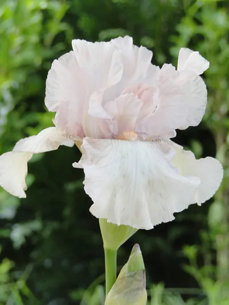 Hovedbilde Iris Germanica Cherished 1stykk Nyhet