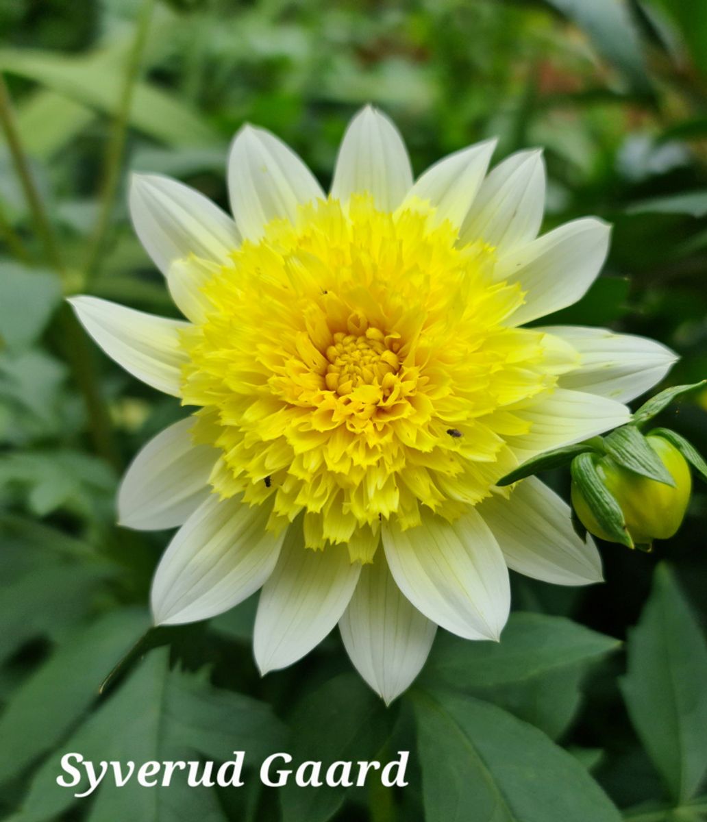 Dahlia Paso Doble Nyhet 2026