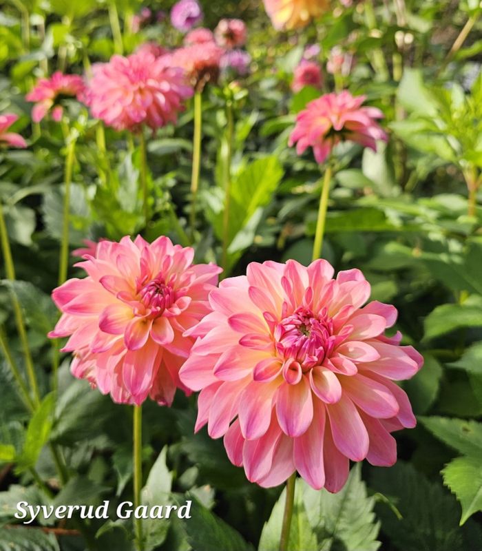 Dahlia Belfloor 