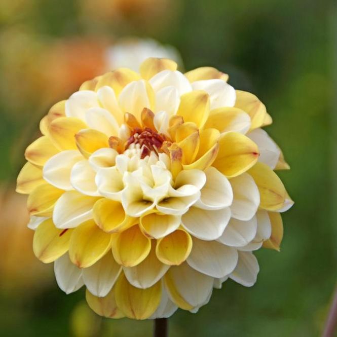 Hovedbilde Dahlia Doble Jill 