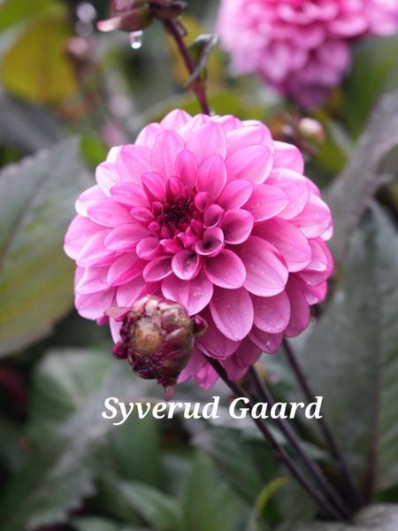 Hovedbilde Dahlia Melissa Anne Marijke Nyhet 2026