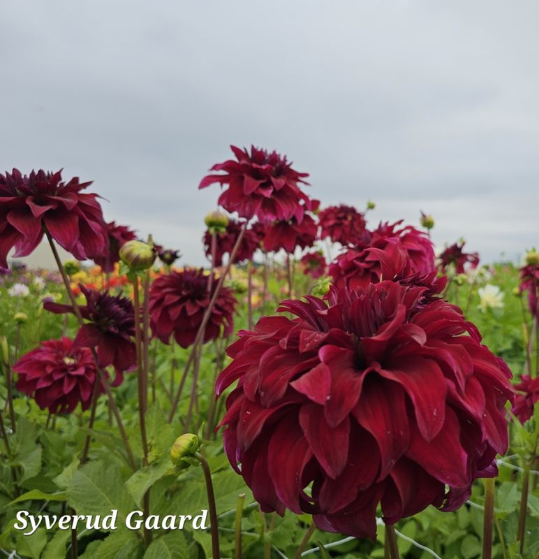 Dahlia Spartacus 