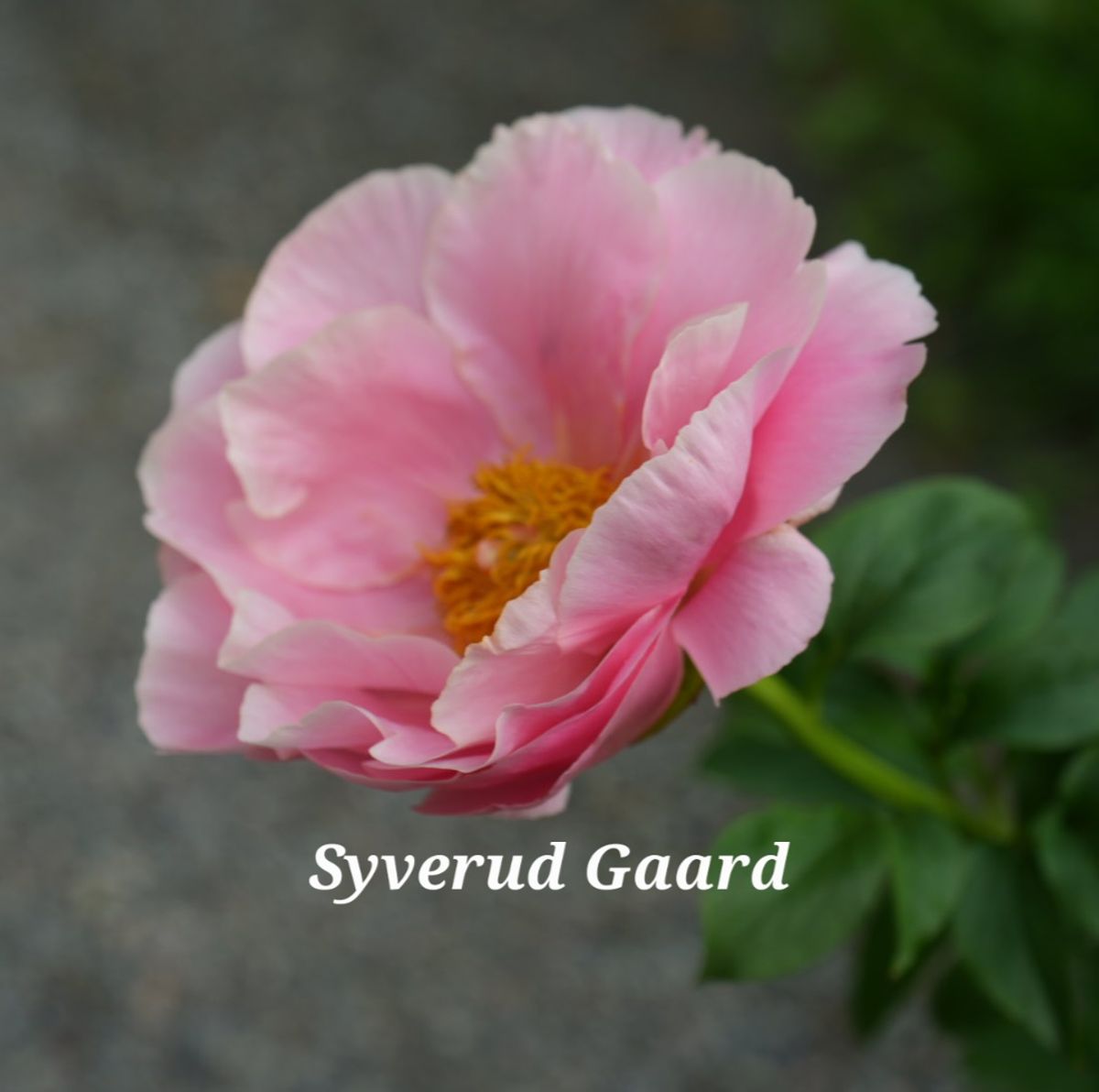 Paeonia Salmon Chiffon 