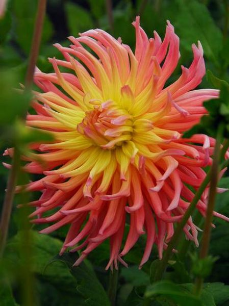 Hovedbilde Dahlia Alfred Grille 