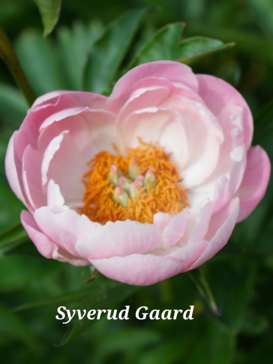 Paeonia Coral Supreme 