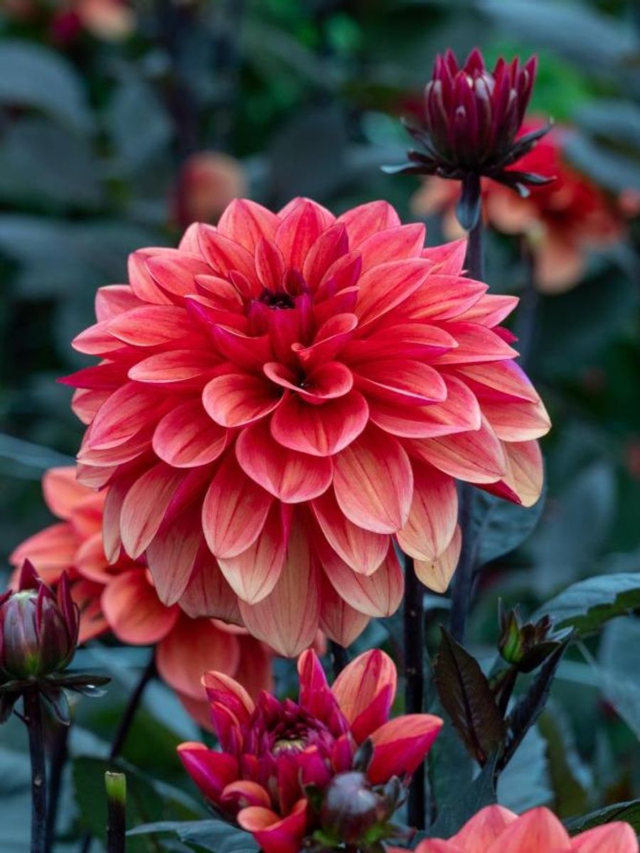 Dahlia Striptease Nyhet 2026