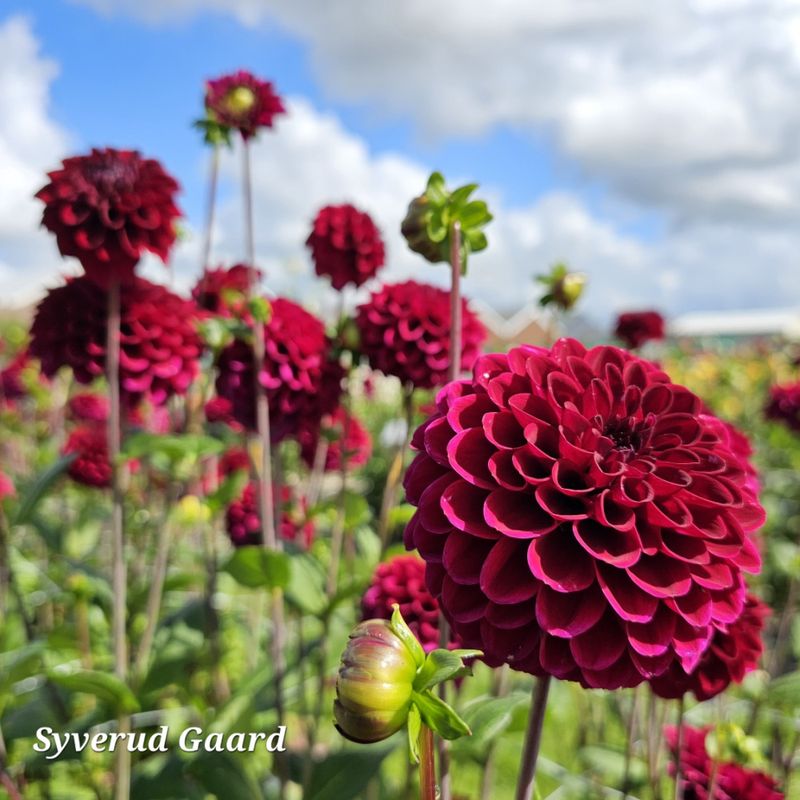 Dahlia Natal 