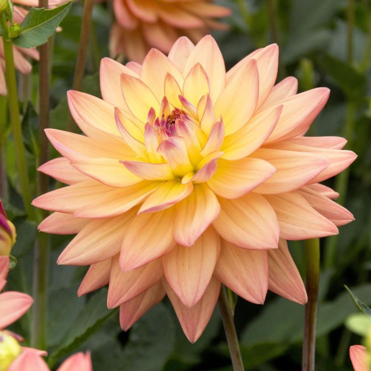 Dahlia Melody Dora 