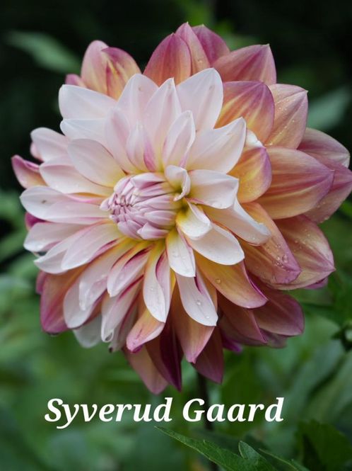 Hovedbilde Dahlia Caribbean Fantasy Nyhet 2027