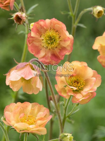 Hovedbilde Geum rivale Censation lipstick 1 stykk Nyhet