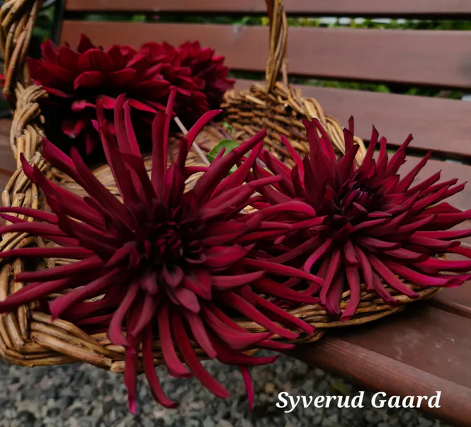 Hovedbilde Dahlia Chat Noir 