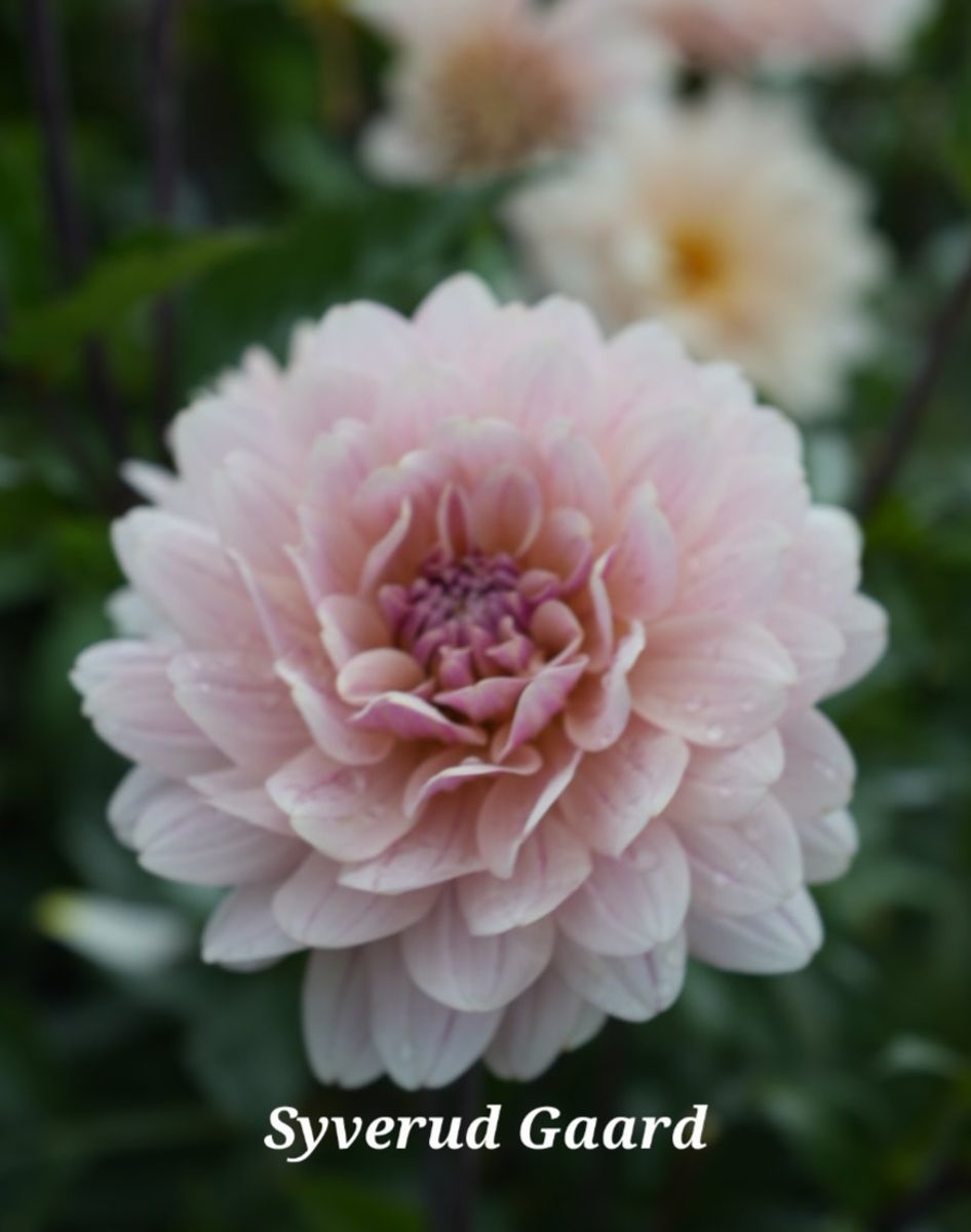 Dahlia Glossy Olivia (Annika)  Nyhet 2026