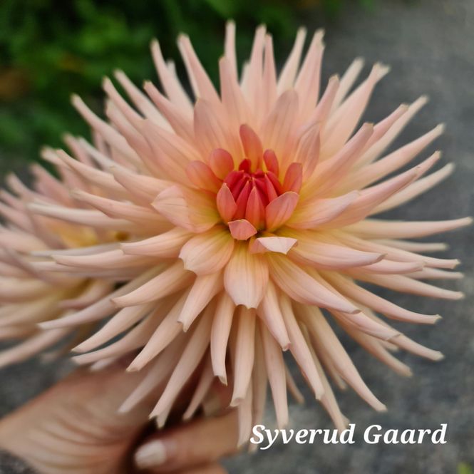 Hovedbilde Dahlia Henriette 