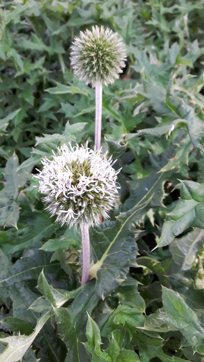 Echinops Arctic Glow 1 stykk Nyhet