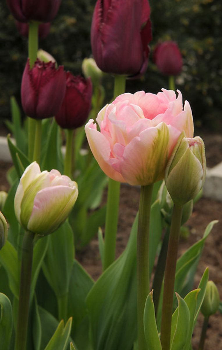 Tulipan Angelique 5 stykk 