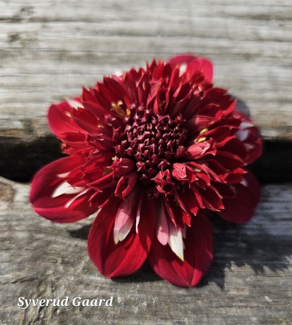 Hovedbilde Dahlia Speech 