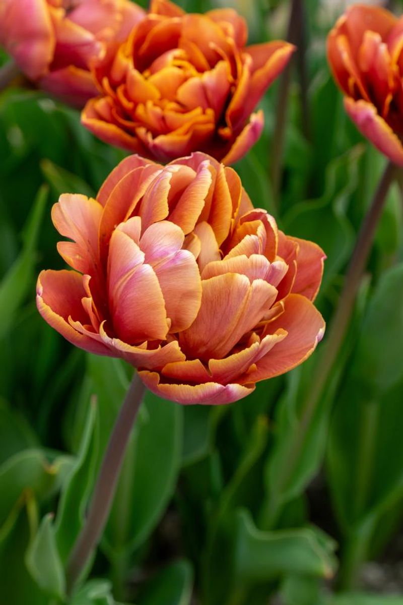 Tulipan Brazil 5 stykk Nyhet