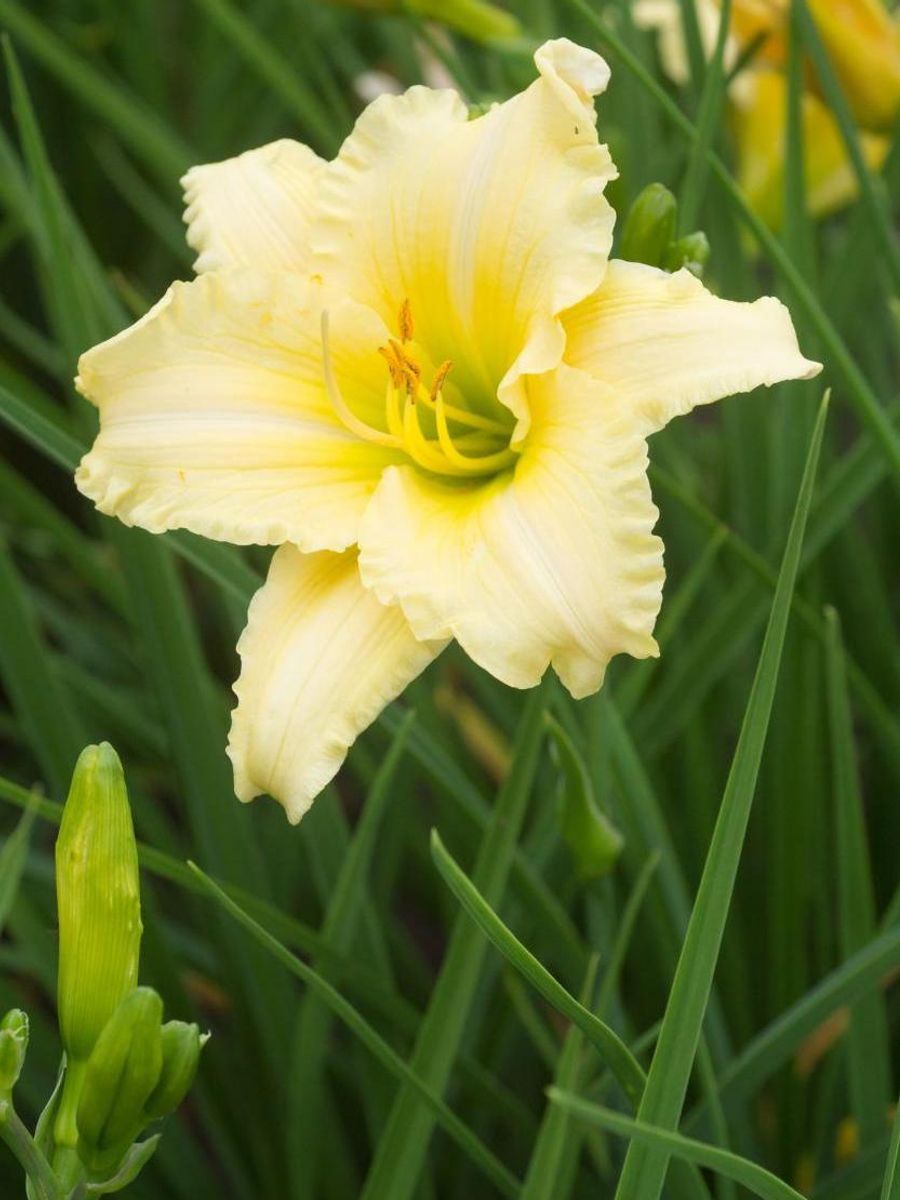 Hemerocallis EveryDayLily Cream  