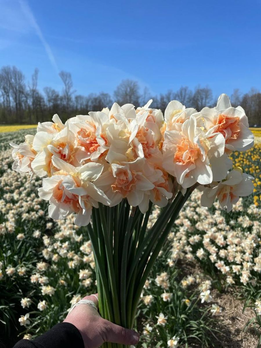 Narcissus Sweet Paradise 5 stykk Nyhet 2026