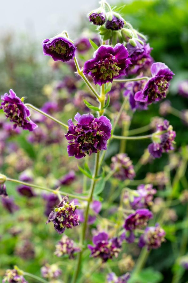 Geranium Phaeum  Joseph Green 1 stykk 