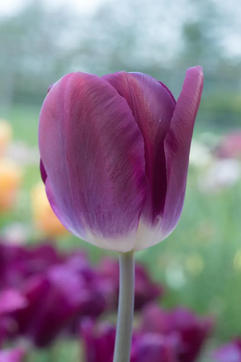 Tulipan Kansas Proud 5 stykk Nyhet