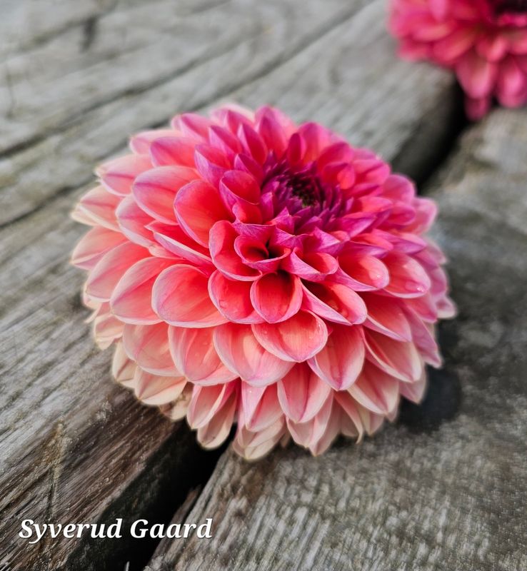 Dahlia Daisy Duke