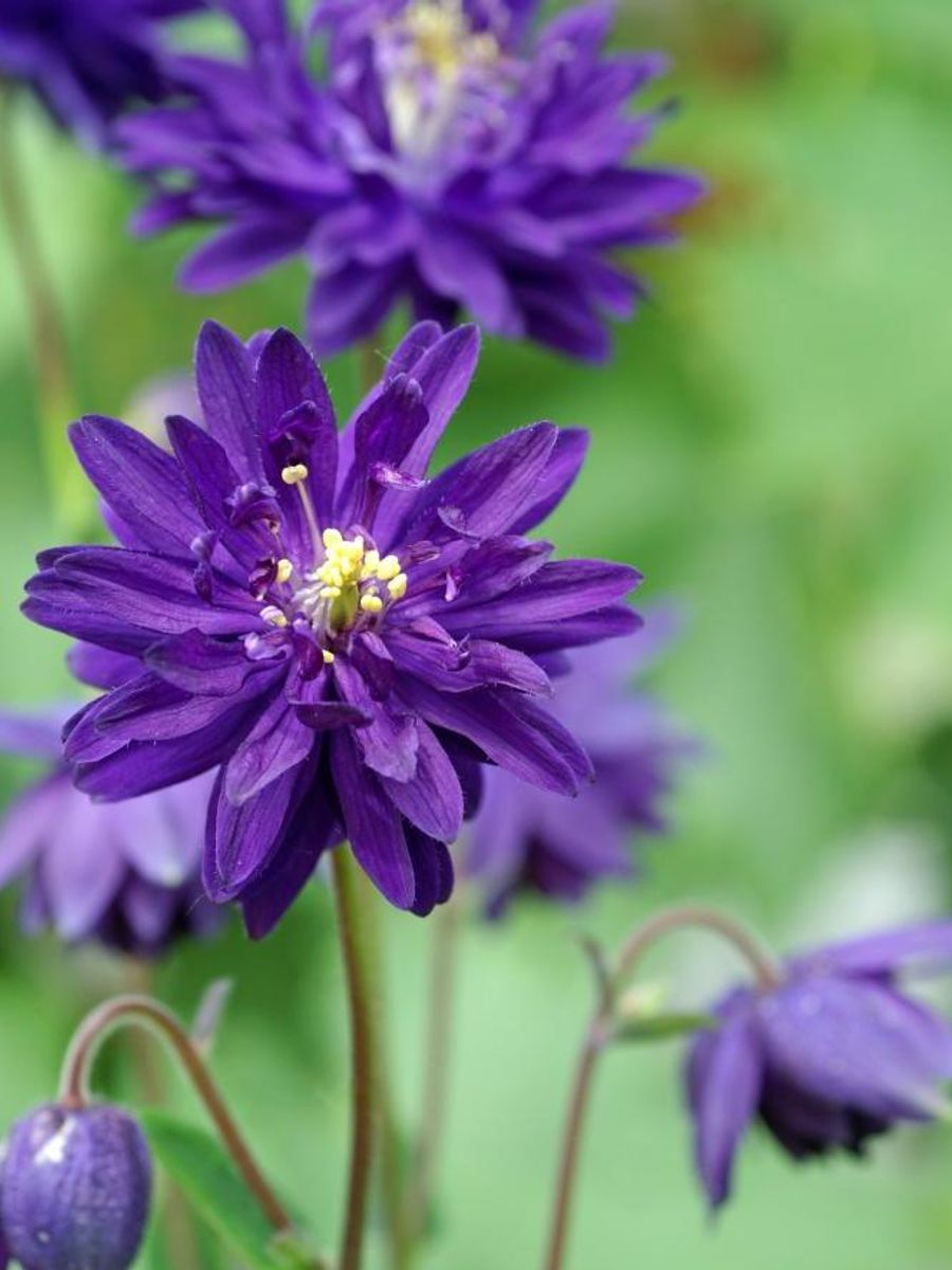 Aquilegia Blue Barlow 1stykk Nyhet