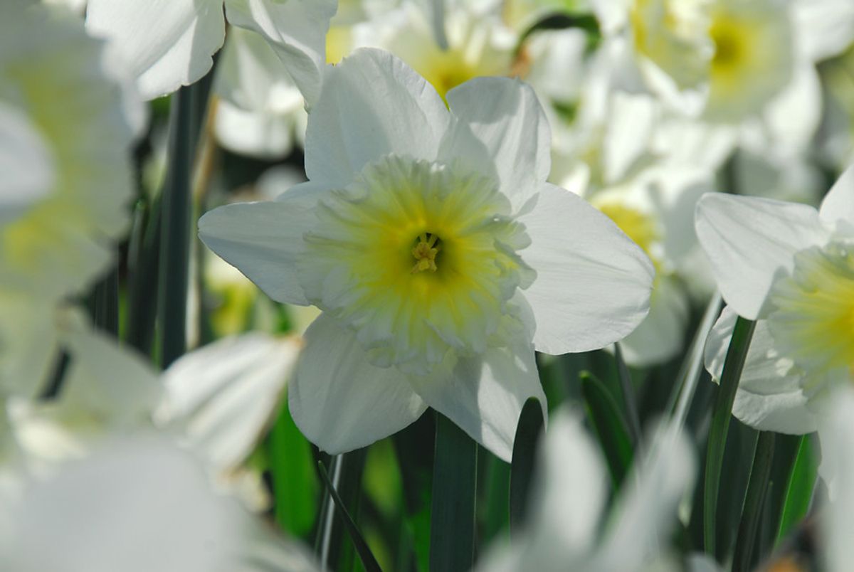 Narcissus Ice Follies 5 pakk